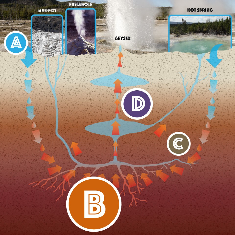 Cross-section of the earth showing some of the paths water takes to make hydrothermal features on the surface.