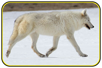 Female alpha wolf walking across snow.