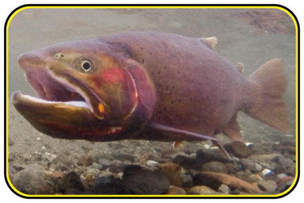 Yellowstone cutthroat trout swimming in a shallow stream.