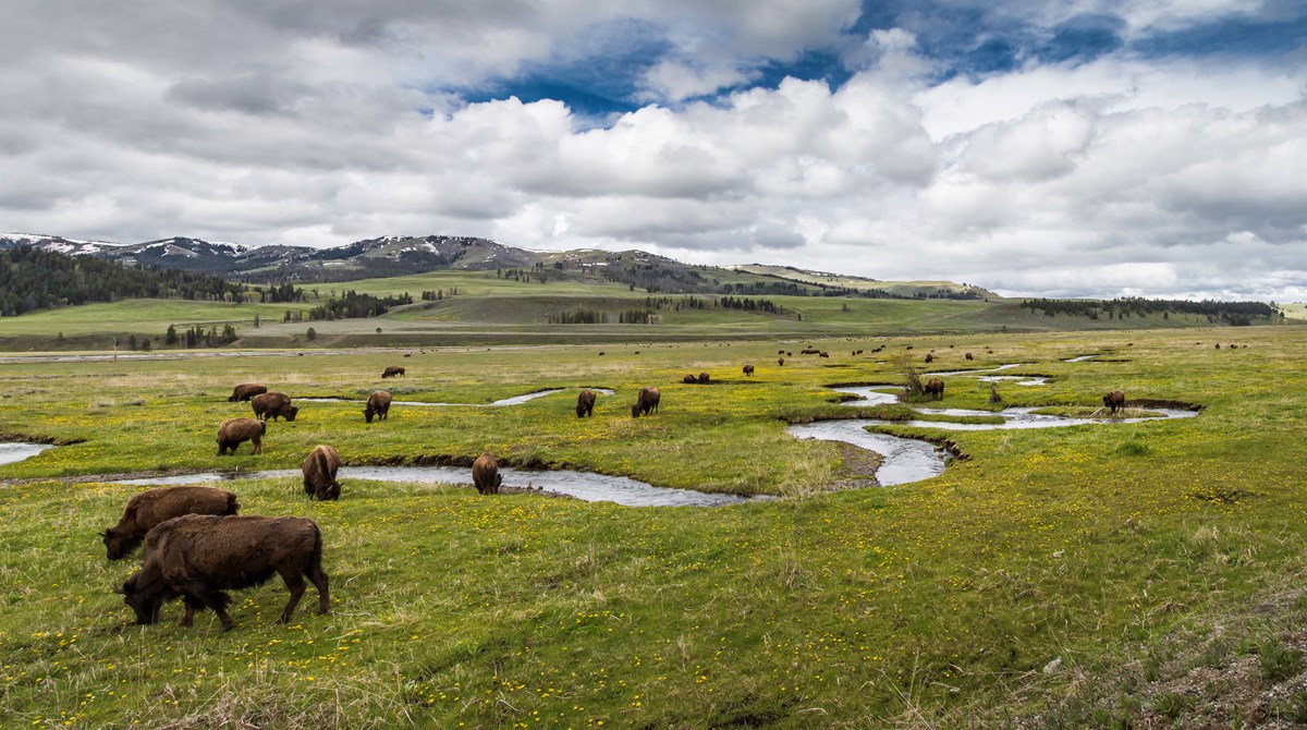 Bison grazing in a wide, green valley