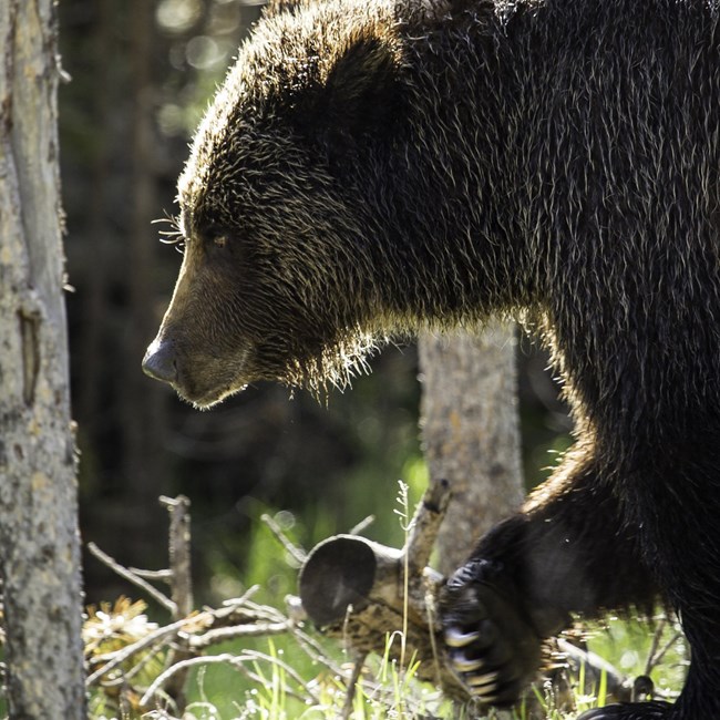 a grizzly bear walking through a forest