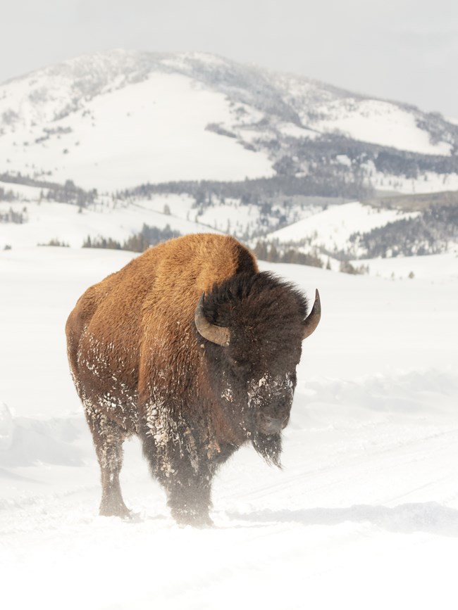 a bison standing on a snow-covered road on a snowy day