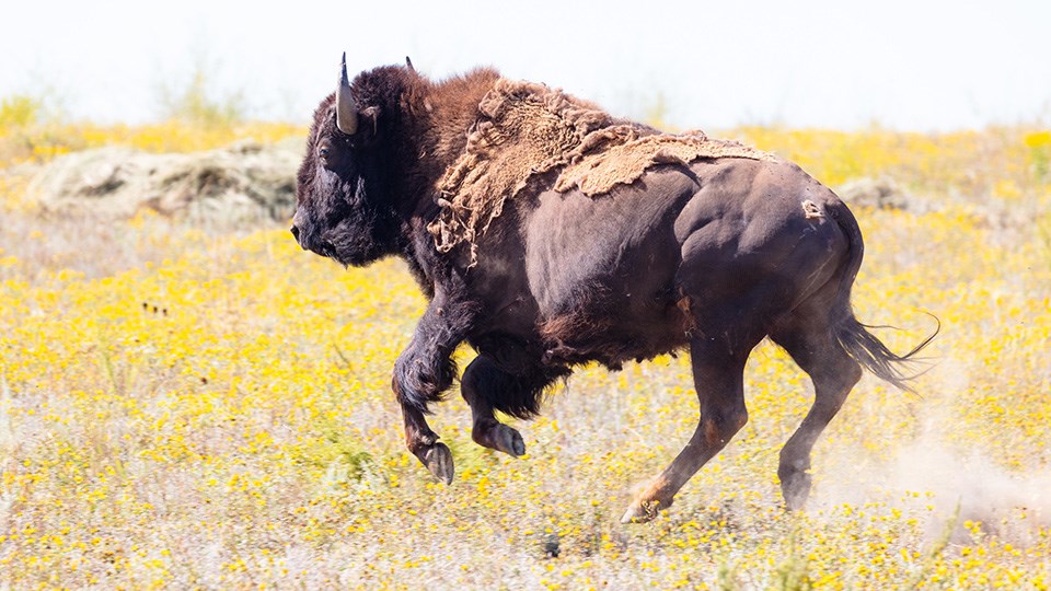A bison leaping out of a trailer