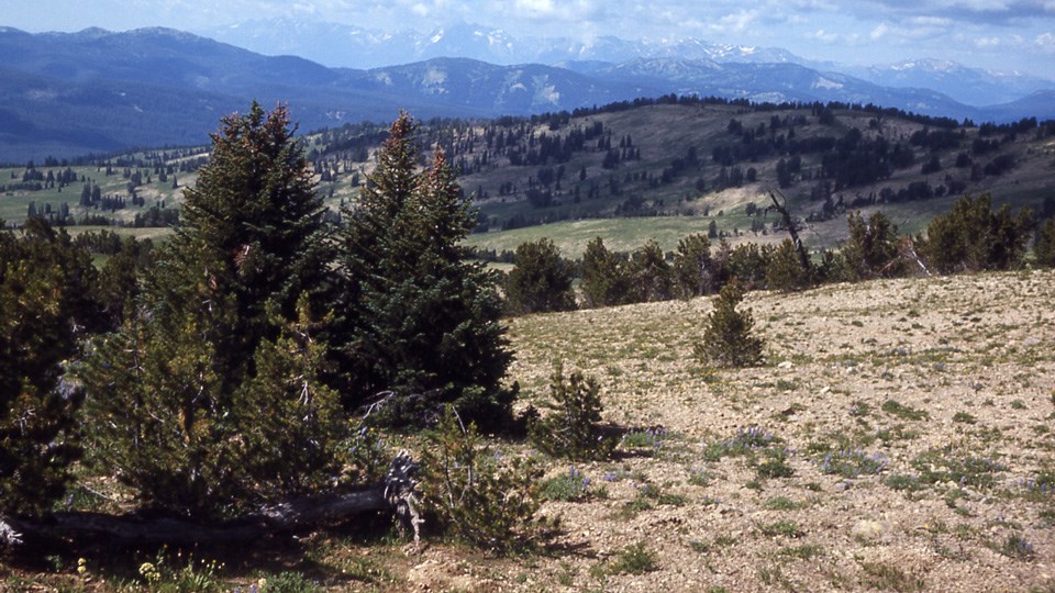 Mountain view showing several different plant communities.