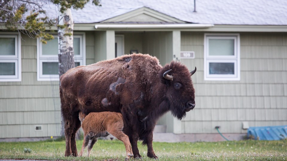 A bison nurses a calf in front of a house.