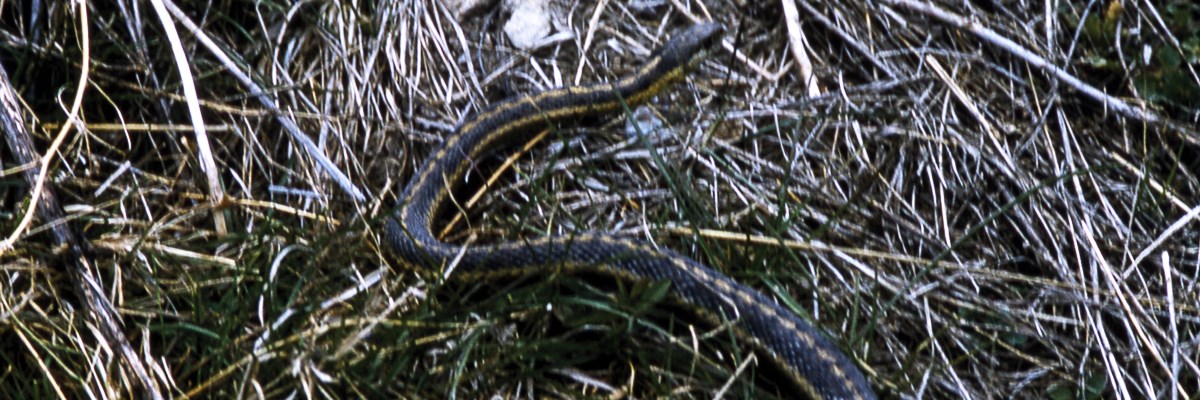 A black and white striped snake in grass A black and white striped snake in grass