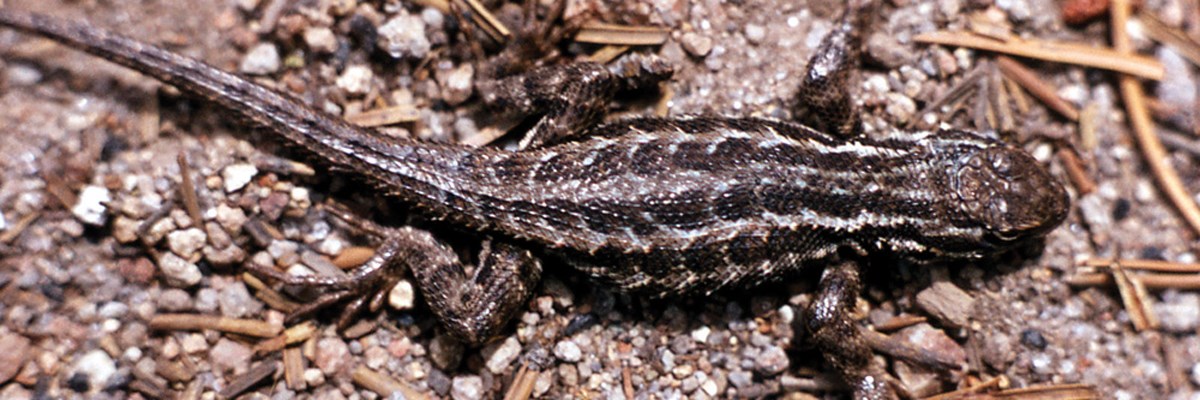 A spiny lizard nearly blends in with gravel and pine needles on ground