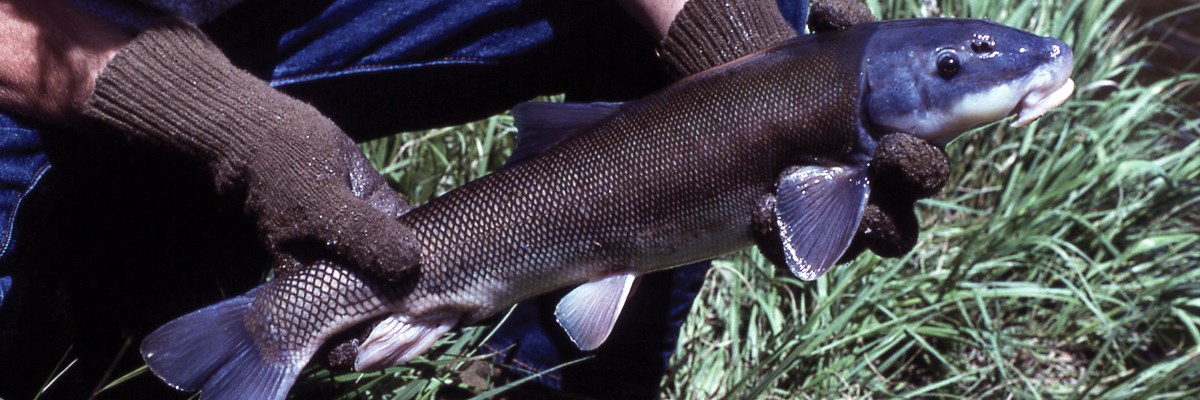 Two gloved hands hold up a large fish Two gloved hands hold up a large fish