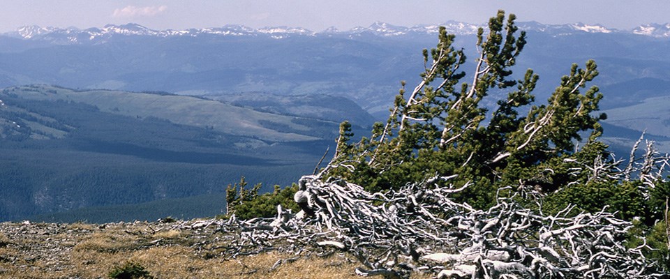 Whitebark pine cluster perched on the wind-swept summit of Mount Washburn