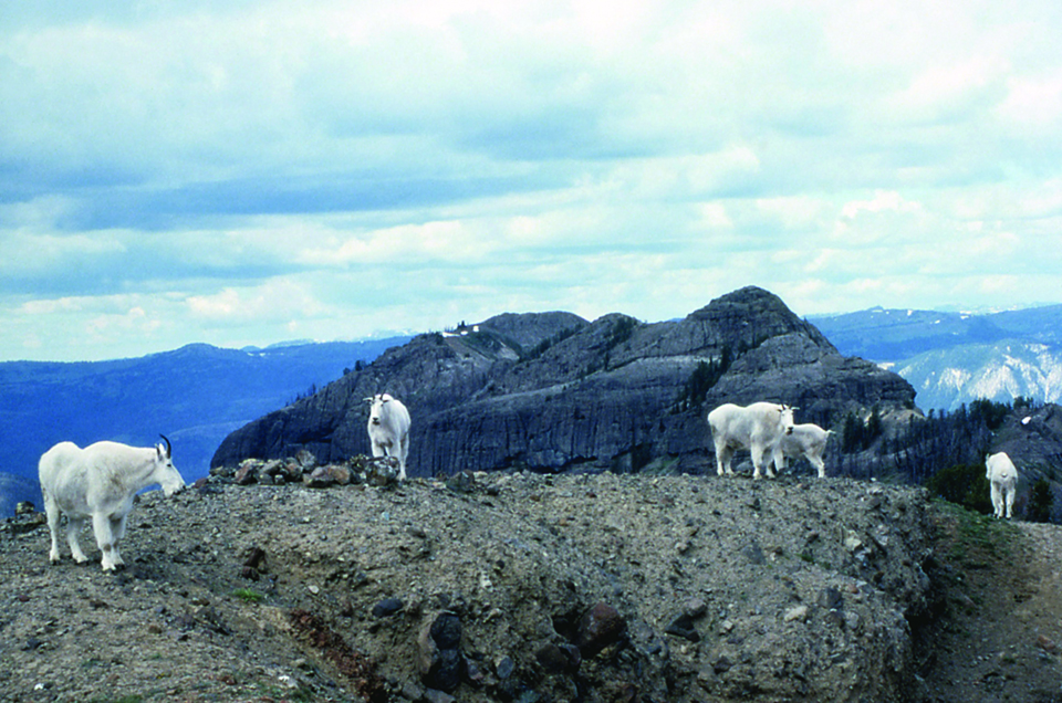 Mountain goat mountain play store deals