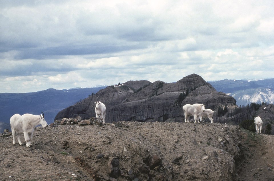 Five adult mountain goats overlooking vast sky and mountains