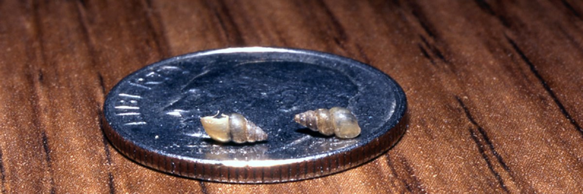 Two small shells sit on a dime