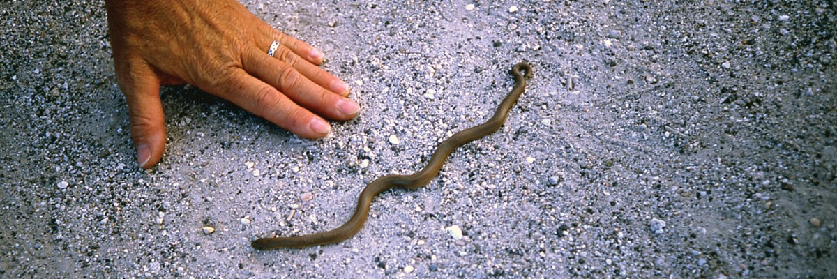 A green snake on gravel next to a human hand A green snake on gravel next to a human hand