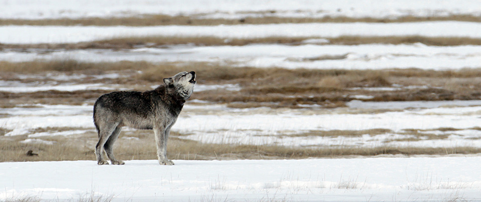 The alpha male of the Canyon pack howling in the Lower Geyser Basin The alpha male of the Canyon pack howling in the Lower Geyser Basin
