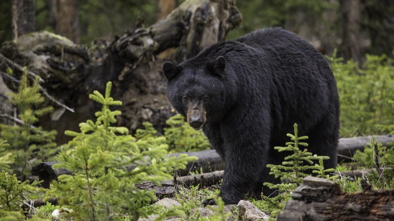 a black bear walking through a dense forest