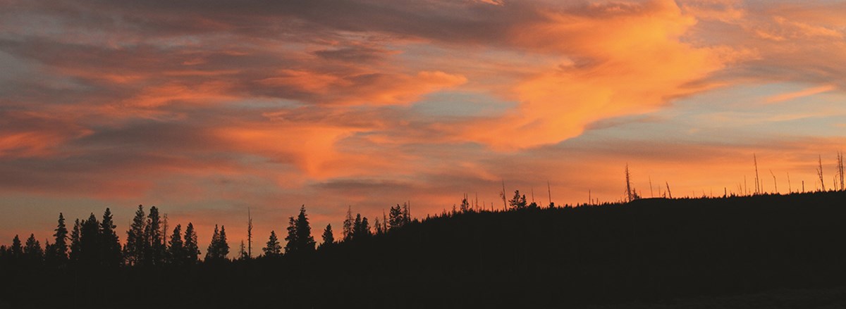 Red, pink, and orange colors fill a skyline over a the outline of a forest