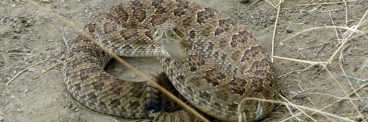 A tan snake with dark splotches and rattler in a coil on dirt A tan snake with dark splotches and rattler in a coil on dirt