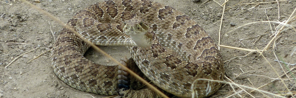 Prairie Rattlesnake A tan snake with dark splotches and rattler in a coil on dirt