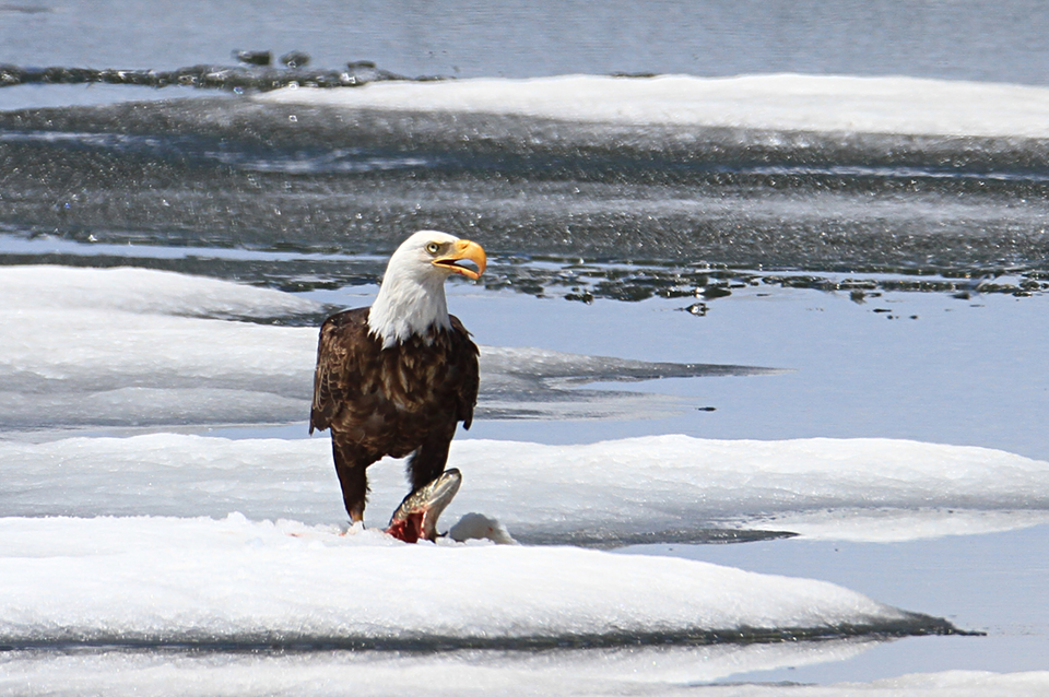 A large dark bird with a white head a large yellow beak stands over a fish carcass near snow banks and a large body of water.