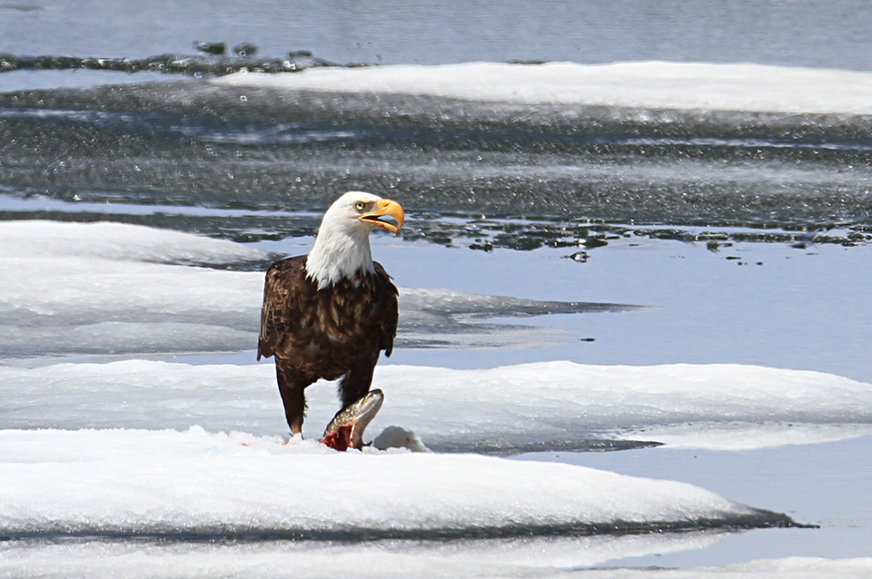 Eagle Logo PNG - american eagle outfitters, animals, beak, bird