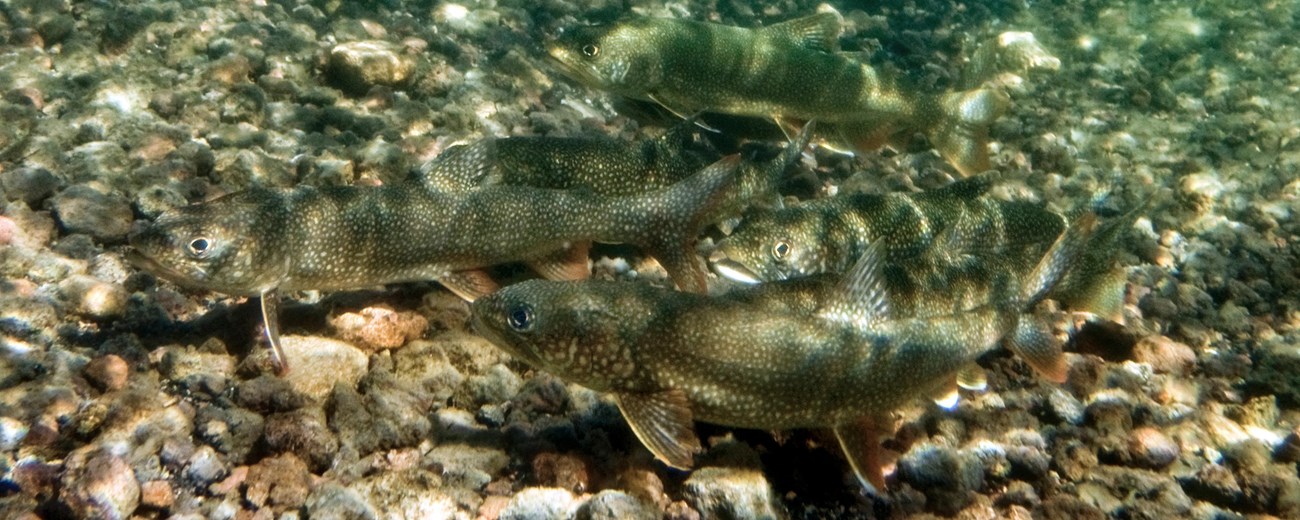 Several lake trout swimming just below the rocky lake bottom.