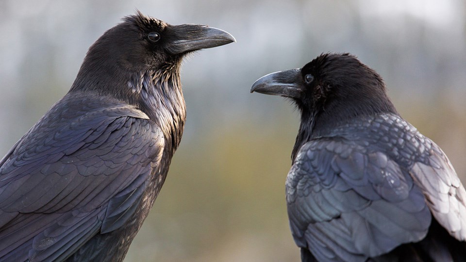 Two ravens