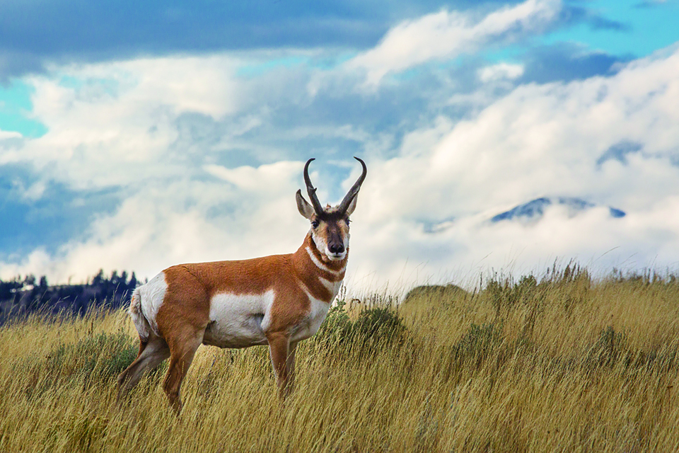 Antelope deer deals