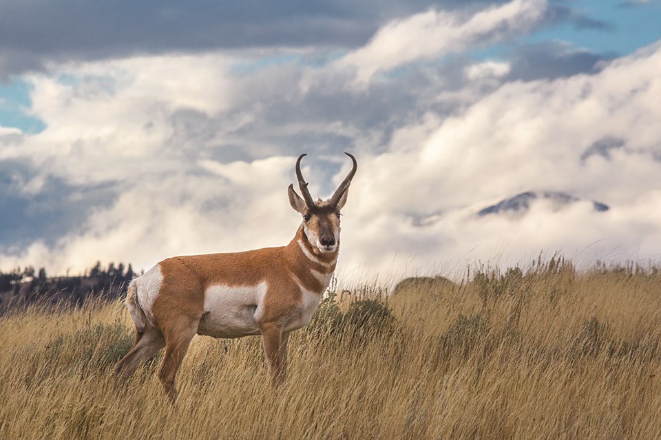 A pronghorn buck stands in a grassy field with white clouds and mountains in the background.