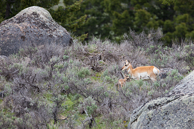 Pronghorn Yellowstone National Park Us National Park
