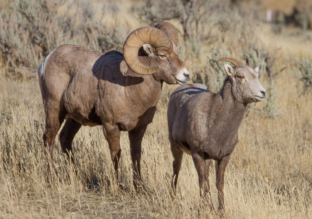 Bighorn Sheep Yellowstone National Park (U.S. National Park Service)