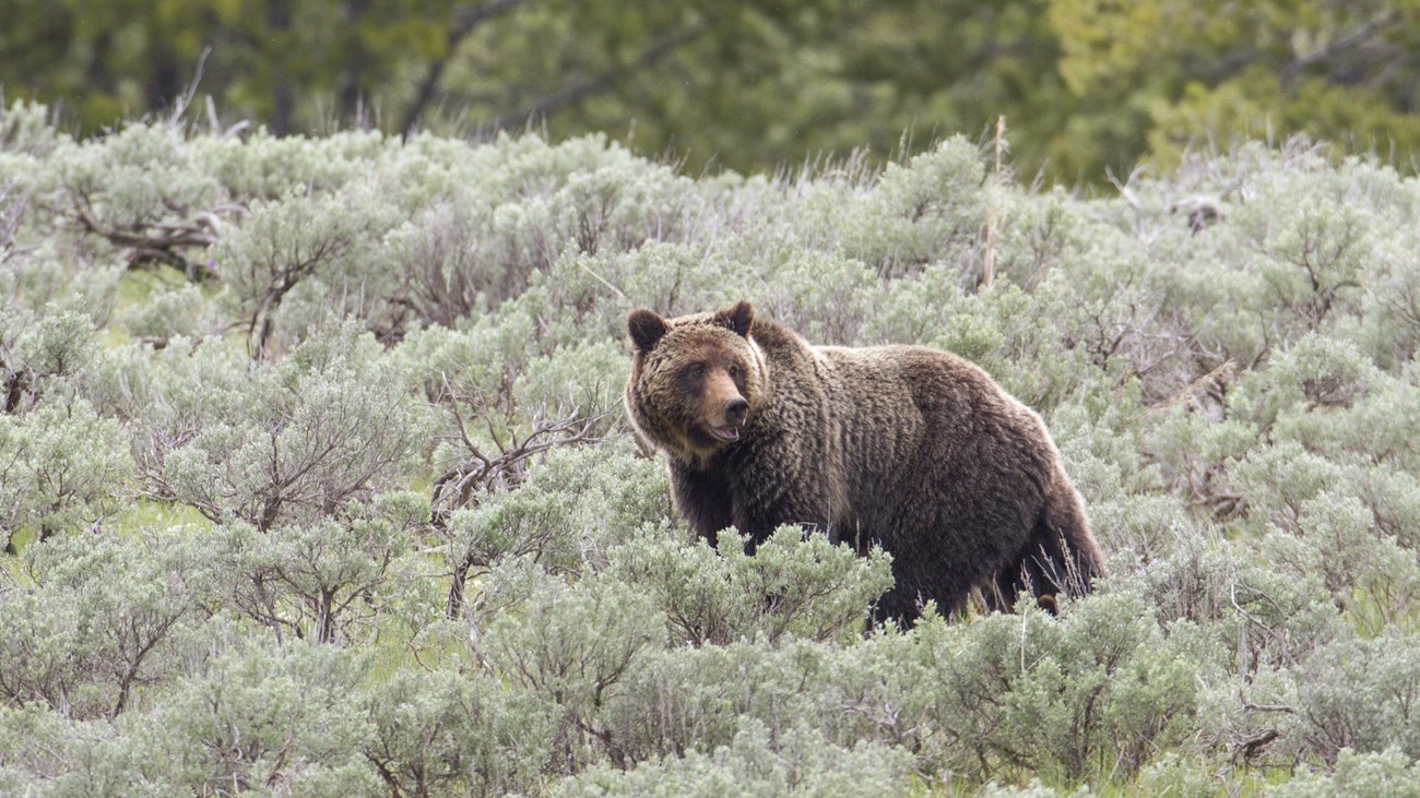 a grizzly bear walking through a sagebrush field