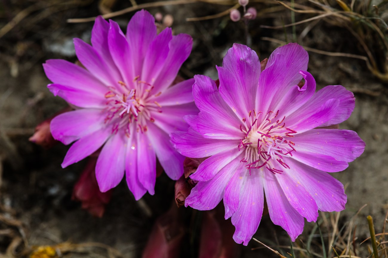 Two pink wildflowers blooming