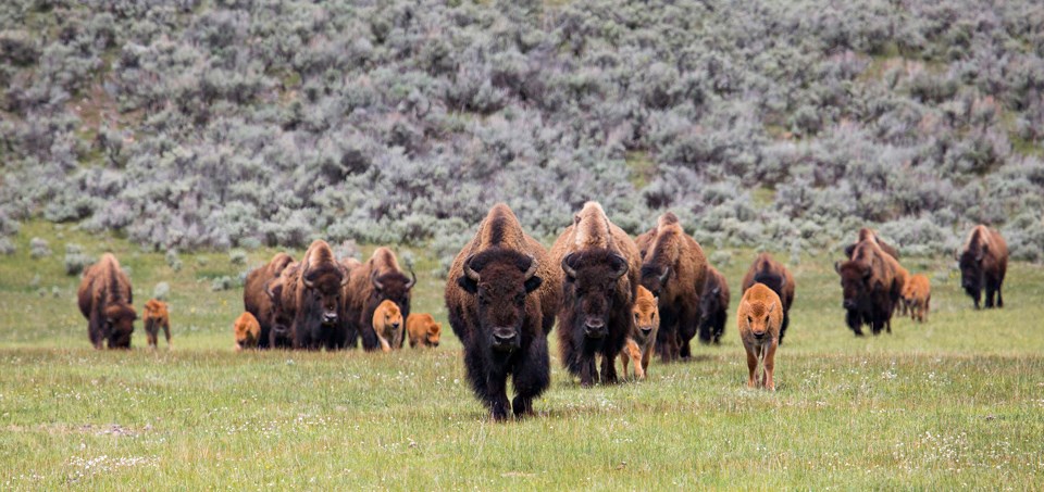 A nursery group of bison cows and calves makes its way through Lamar Valley. Due to high rates of survival and reproduction, the bison population increases by 10 to 17% every year: ten times faster than the human population grows worldwide.