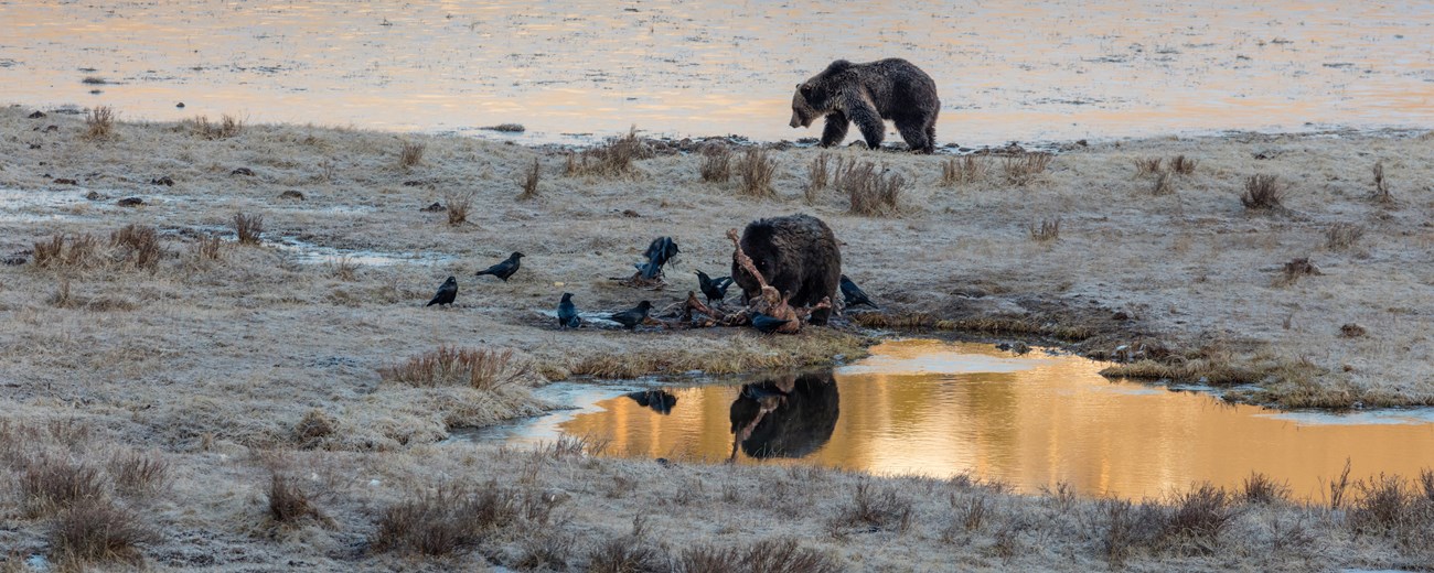 Two grizzly bears and several ravens eating off a carcass near a river.