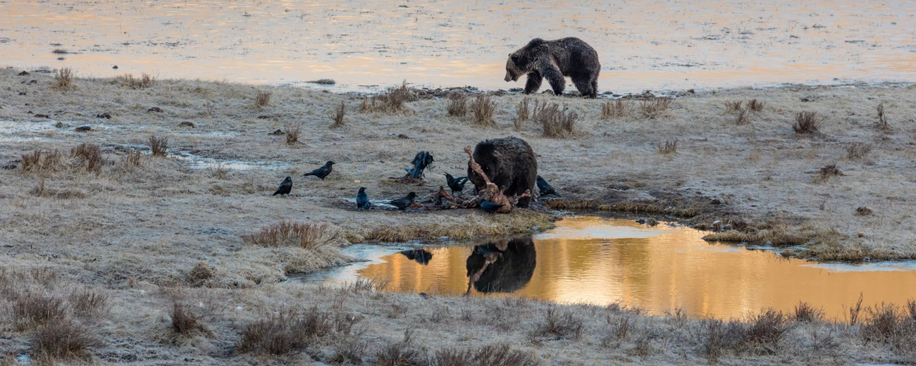 Grizzly bears and ravens on a carcass Two grizzly bears and several ravens eating off a carcass near a river.