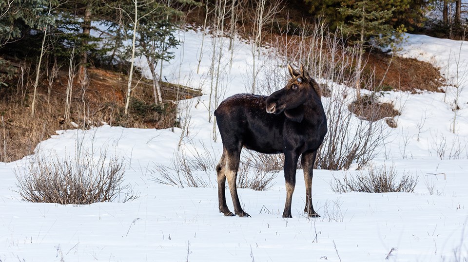 A bull moose stands in the snowy willows