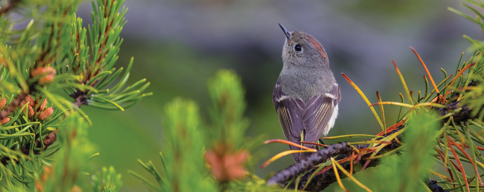 Animals, Birds, Ocean Creatures Portraits in Flower Anti-stress