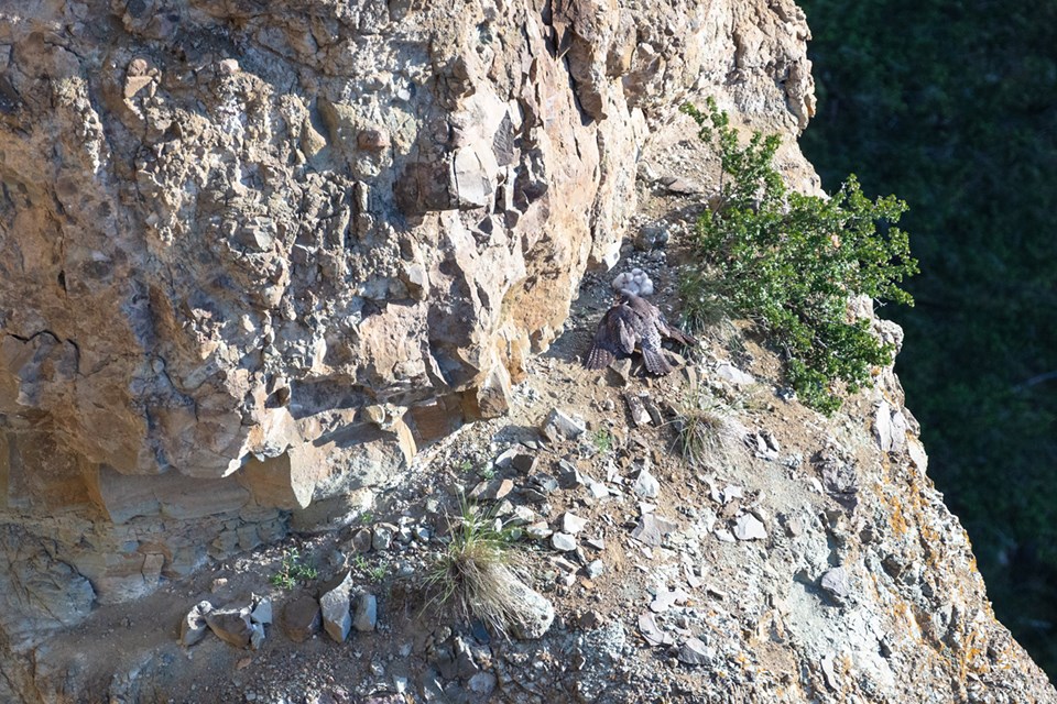 A bird perches on a rock outcropping near four fluffy whitish chicks