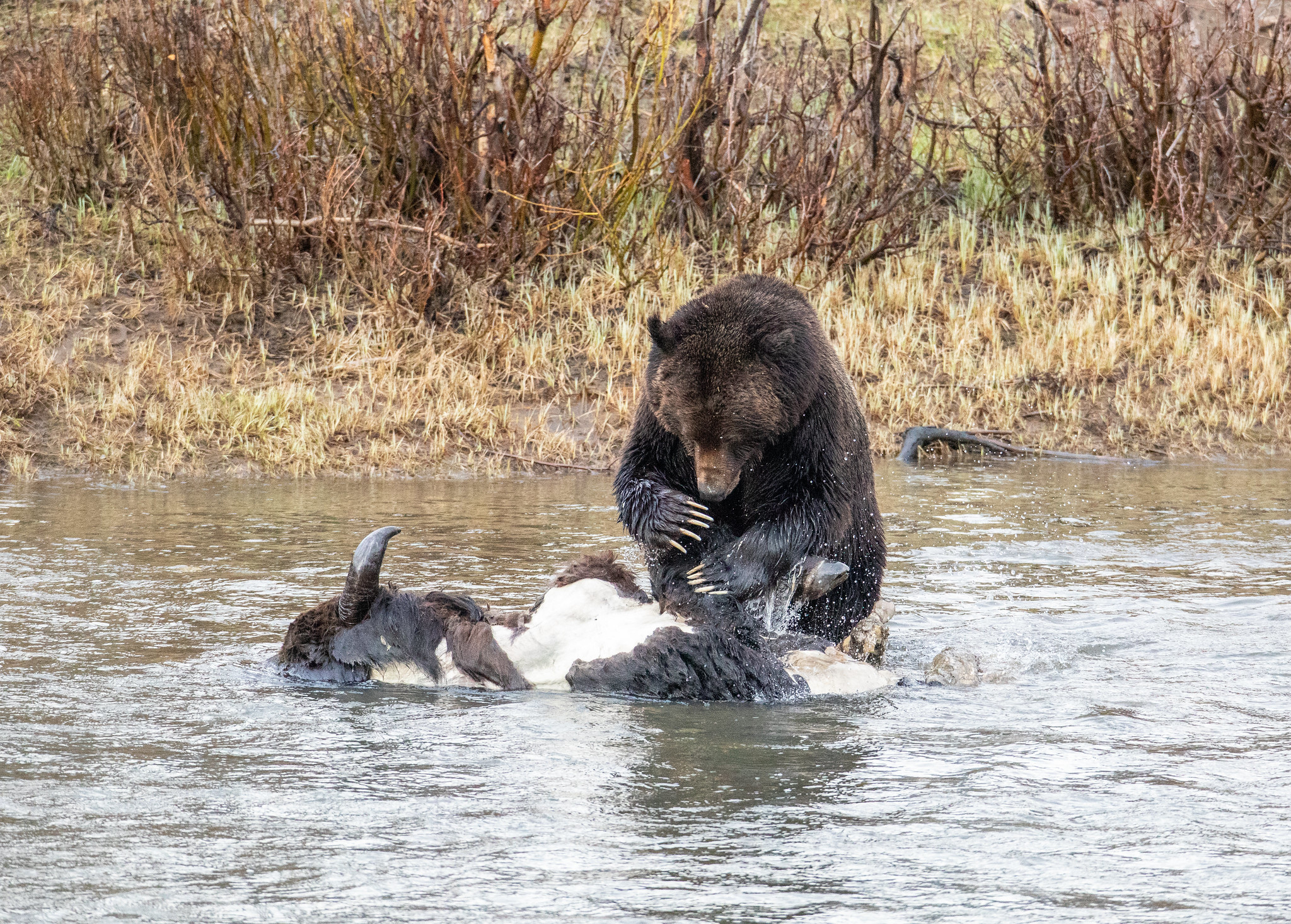 When and where to see bears safely