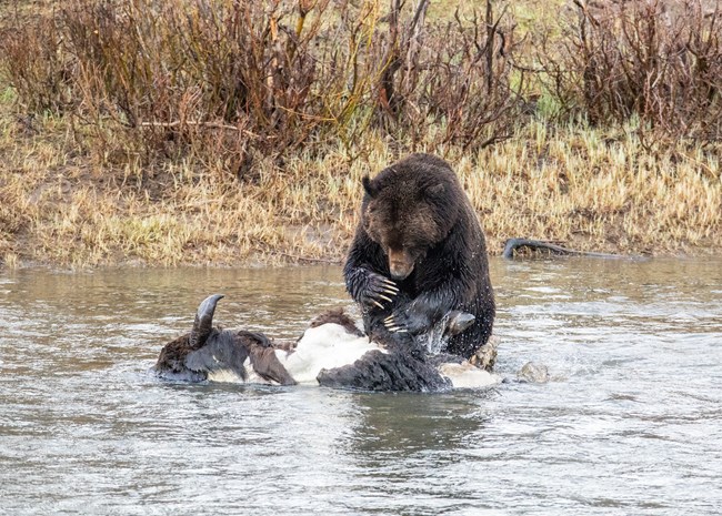 a grizzly bear on a bison carcass in a river