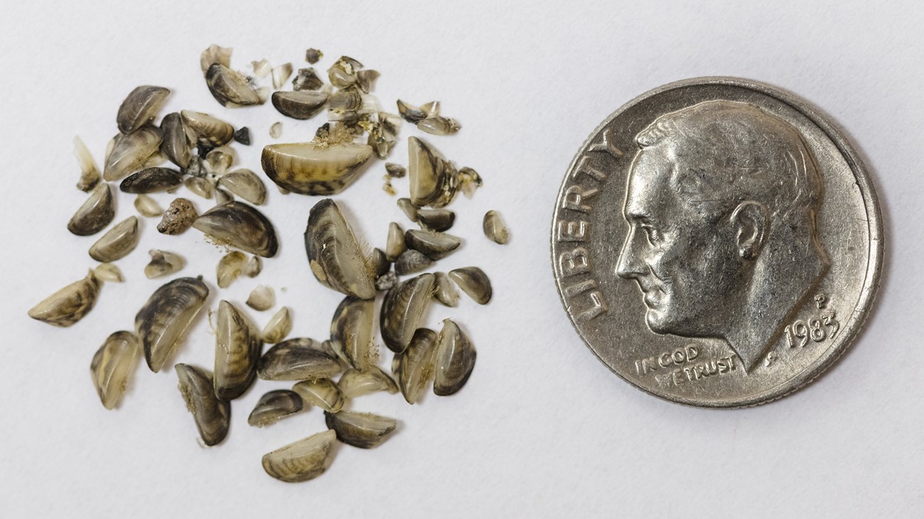 Small zebra mussels up close