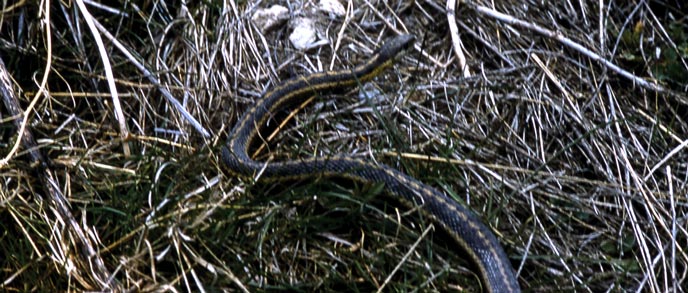 A snake is barely visible in dead vegetation A snake is barely visible in dead vegetation