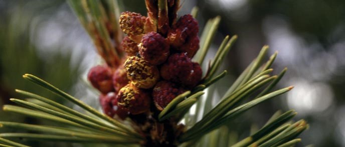 Whitebark pine needles and cones