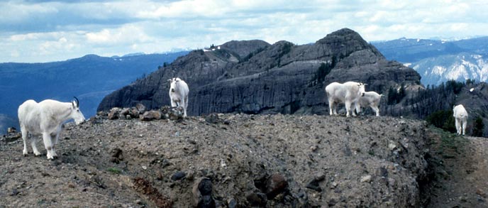 Four mountain goats on top of a mountain Four mountain goats on top of a mountain