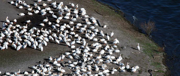 A large group of white pelicans sit on land next to water A large group of white pelicans sit on land next to water