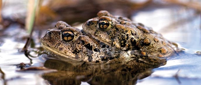 Two toads nestled together in water Two toads nestled together in water