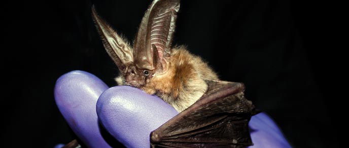 A bat held by a gloved hand A bat held by a gloved hand