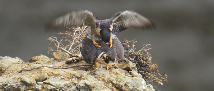 Two peregrine falcons on a rock outcropping Two peregrine falcons on a rock outcropping