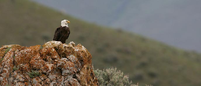 An adult bald eagle sits on a rock outcropping next to sage brush An adult bald eagle sits on a rock outcropping next to sage brush
