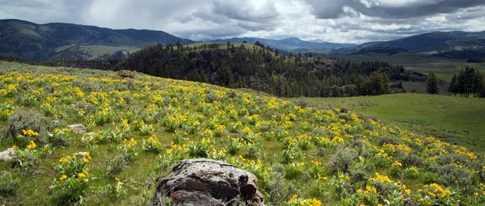 Yellow flowers and sage brush cover a hill with mountains in the background Yellow flowers and sage brush cover a hill with mountains in the background